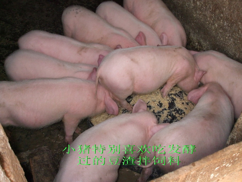 加强型活力99生酵剂—以高浓度乳酸菌，更好用的专业益生菌发酵剂