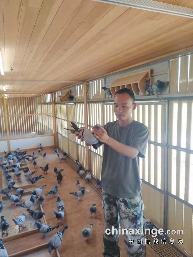 三年赢得百辆奖车职业赛场大显神威金石赛鸽团队