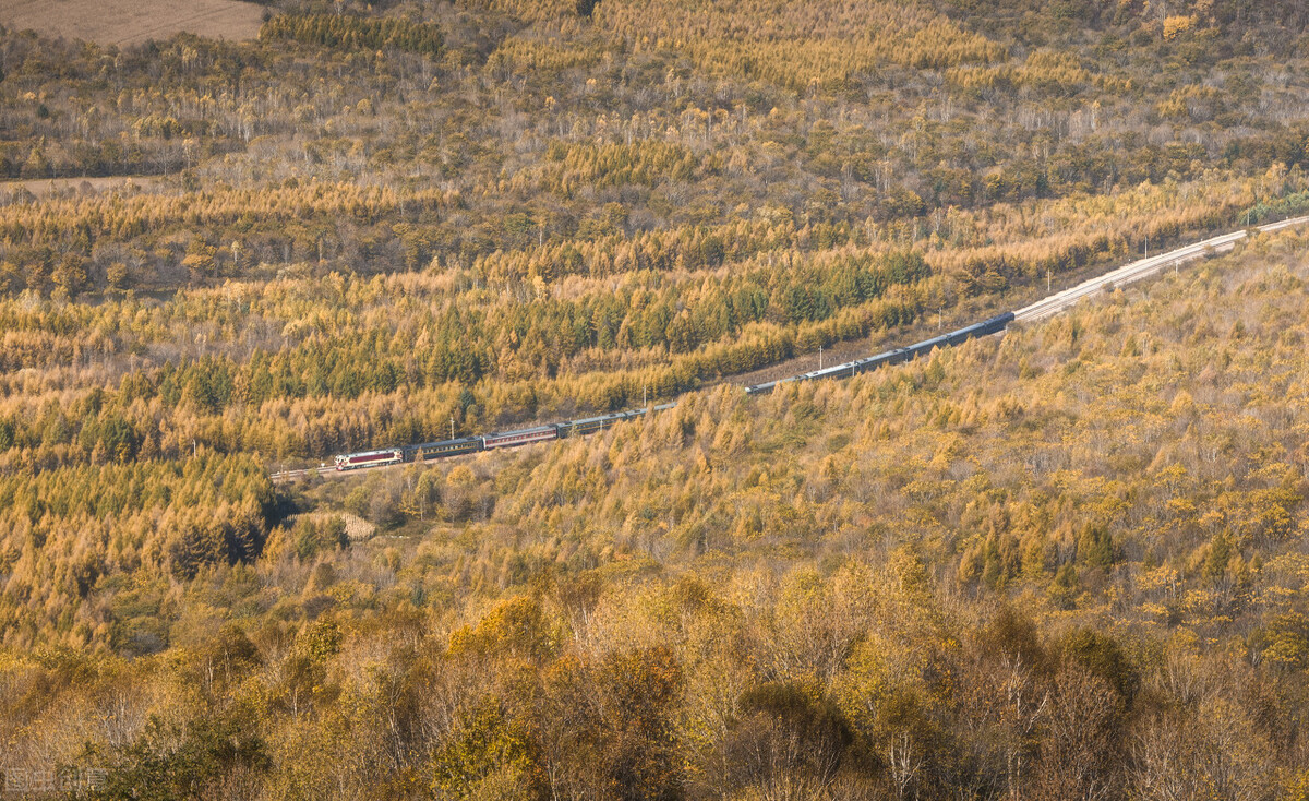 东北三宝人参鹿茸,人参貂皮鹿茸属于东北三宝吗