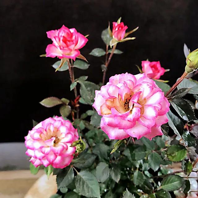 旋转木马和粉扇月季区别,月季旋转木马怎么养