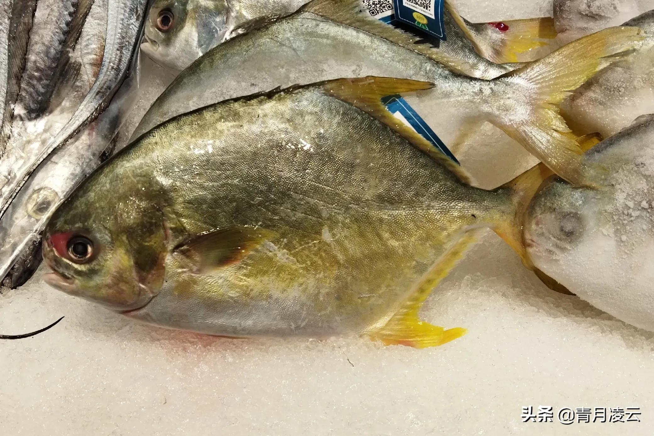 海鲜市场常见海产品图鉴,海鲜市场常见海产品图鉴表图例