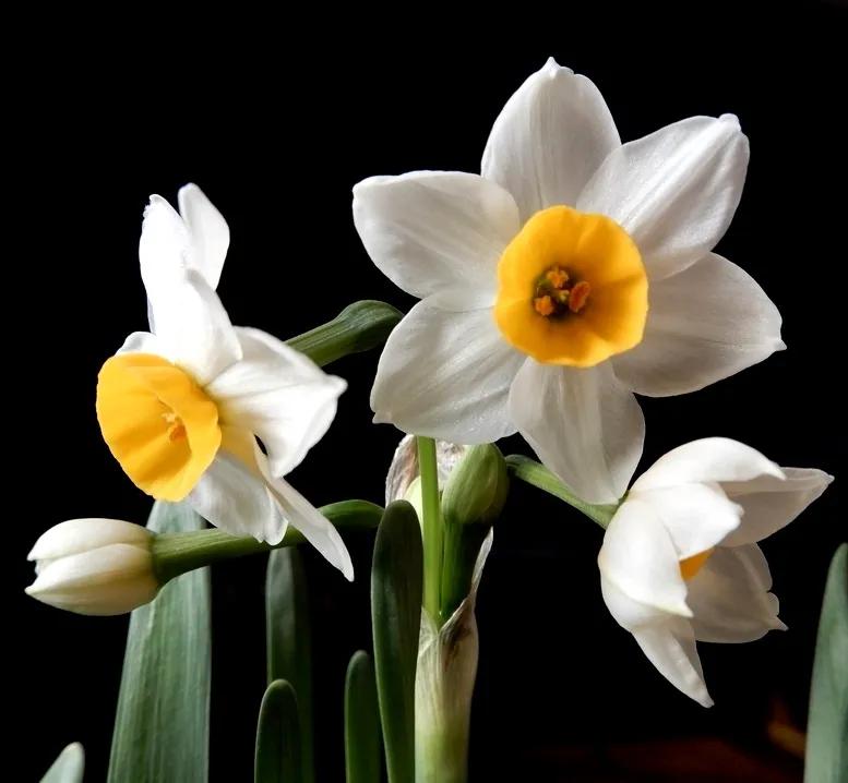 古诗词中的水仙花：飘零尘俗客再见水仙花