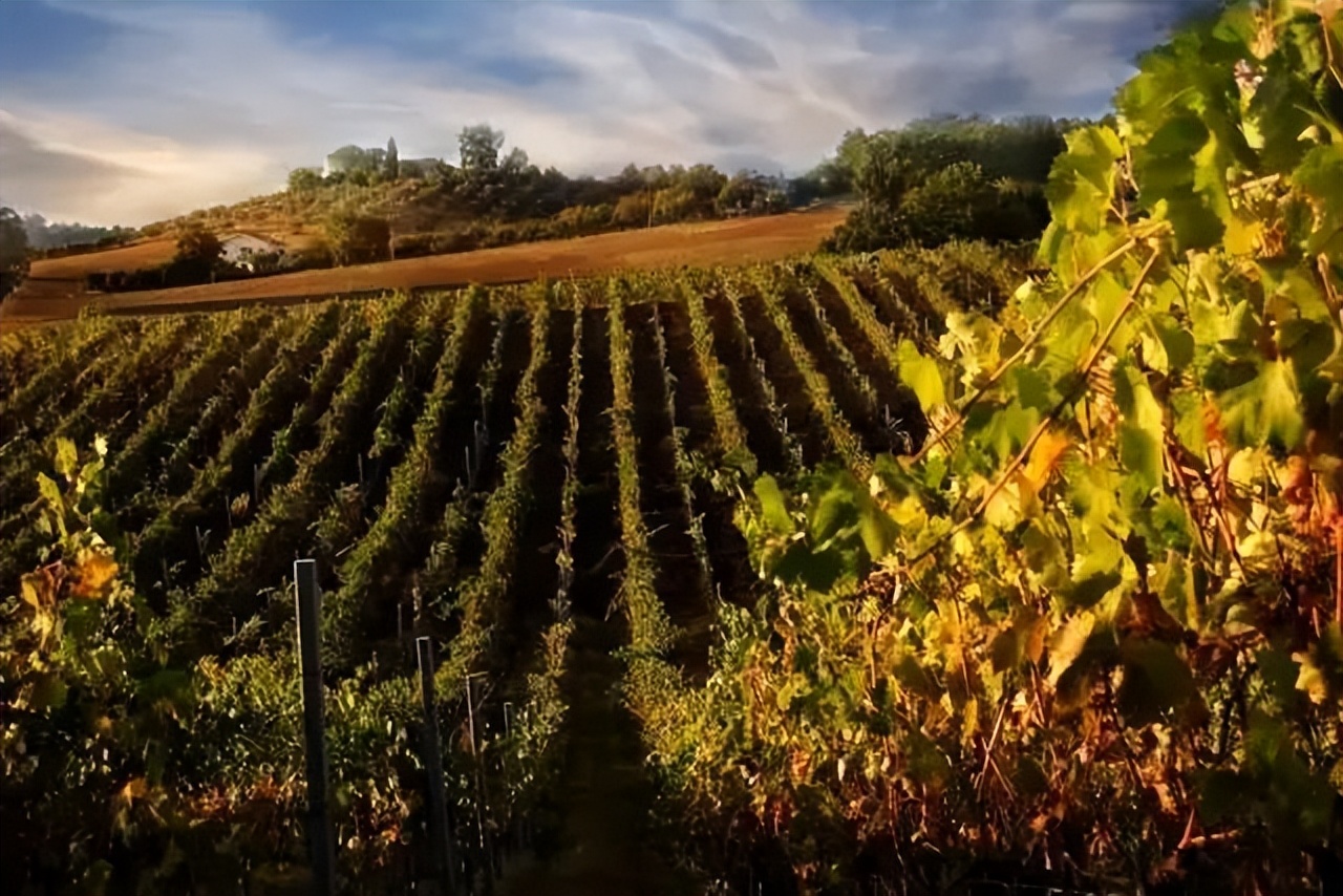 意大利葡萄酒教学视频,意大利葡萄酒做法大全