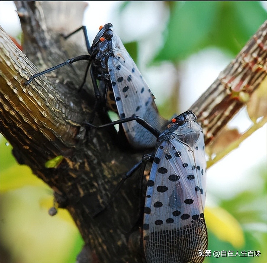 夏天常见的虫子外壳硬,农村房子里面常见的虫子有哪些