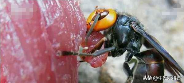 咬人虎头蜂,黑尾虎头蜂被寄生