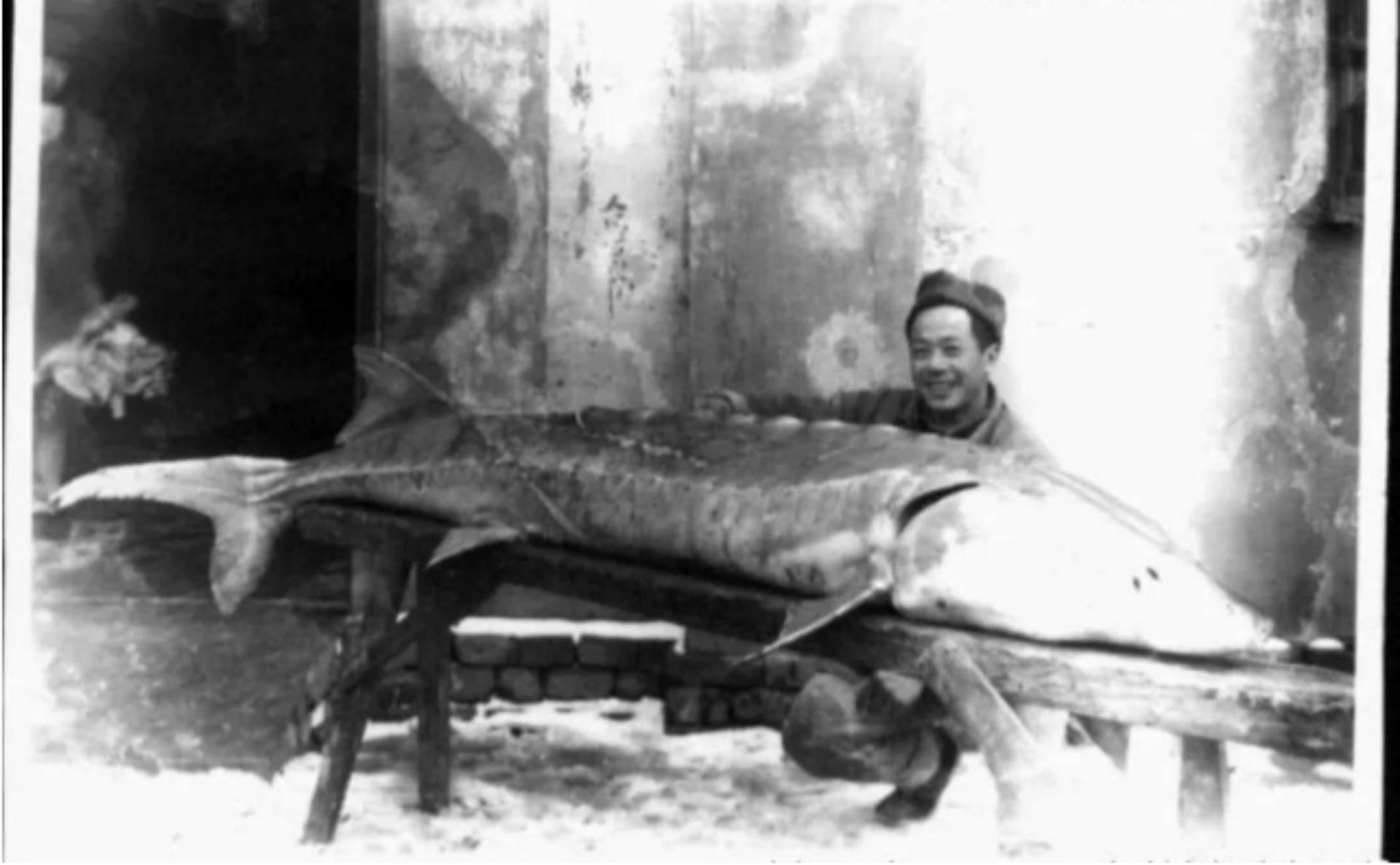 大鳇鱼1030斤现状,黑龙江2000斤鳇鱼是真的吗