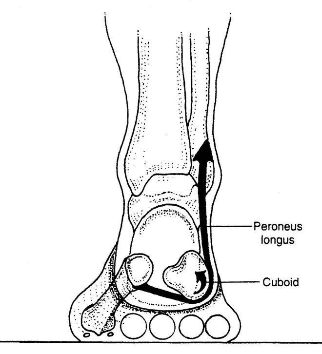 脚踝腓骨长肌,踝关节腓骨肌