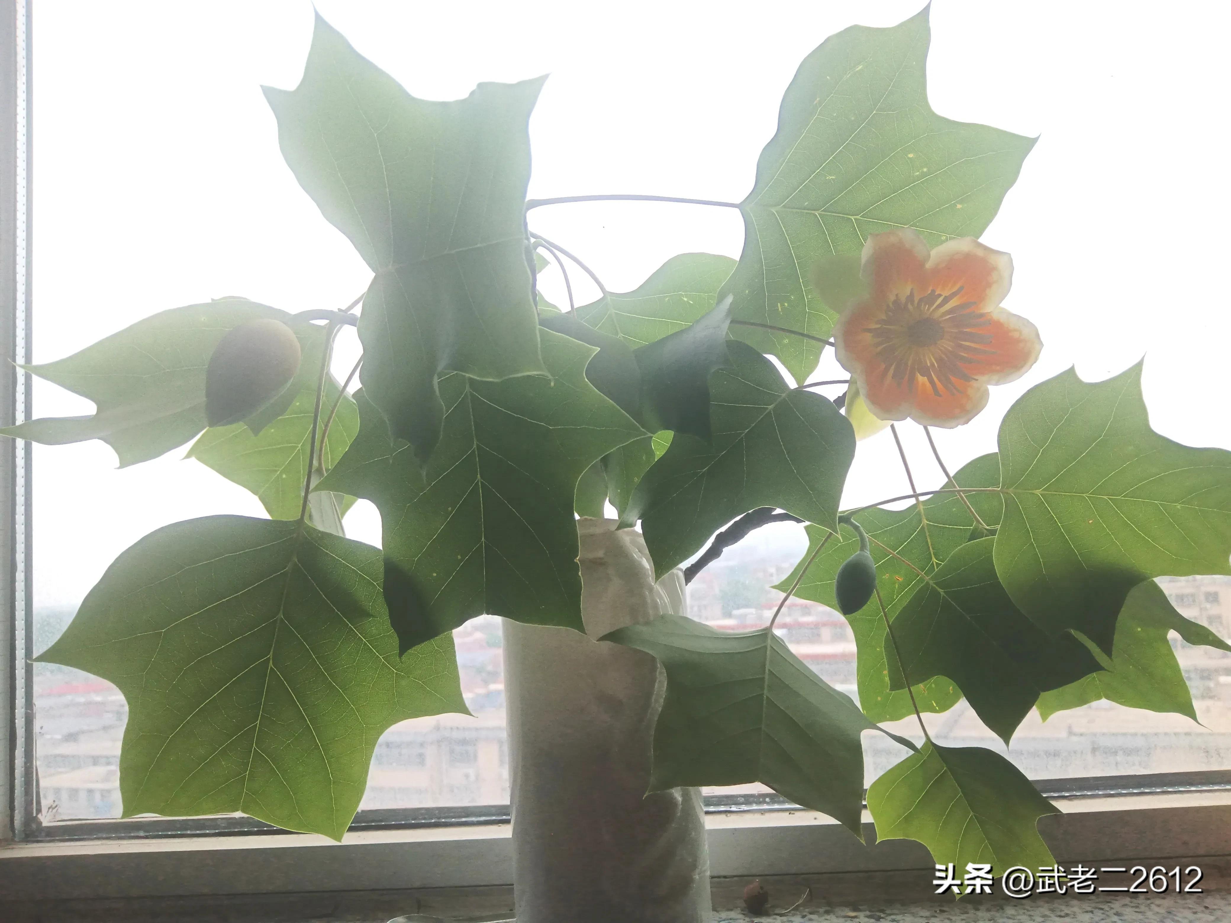 一个为我折树上莲花灯的人