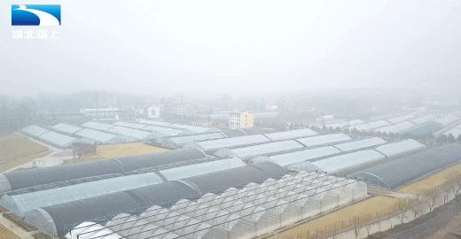 甜了味蕾鼓了荷包湖北20万亩草莓变身“致富果”