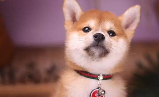 柴犬脚受伤原因,柴犬的脚为什么这么臭