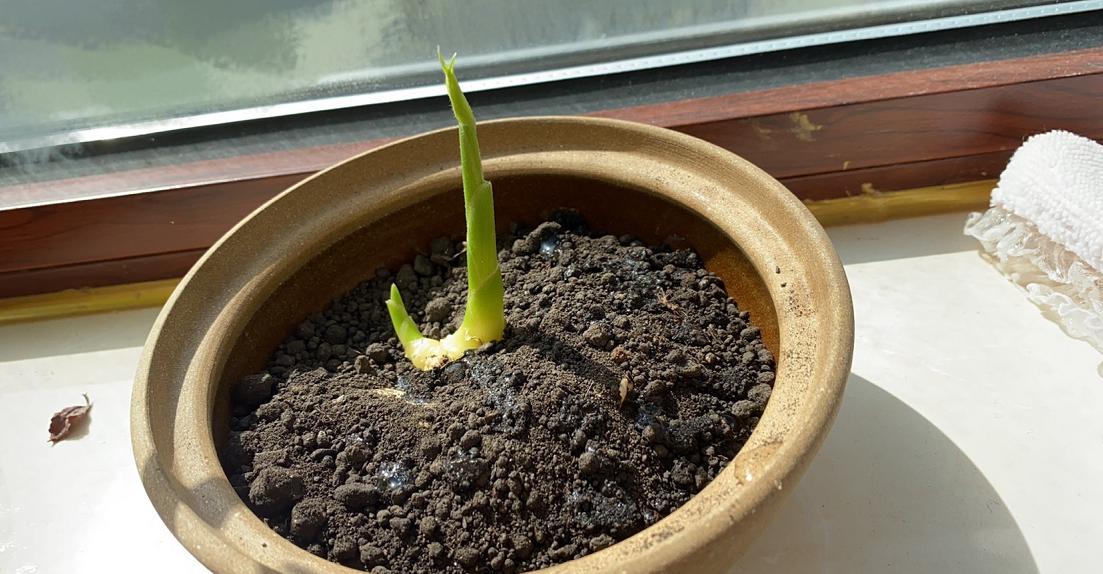 姜种植三大忌,专家讲解姜的种植方法