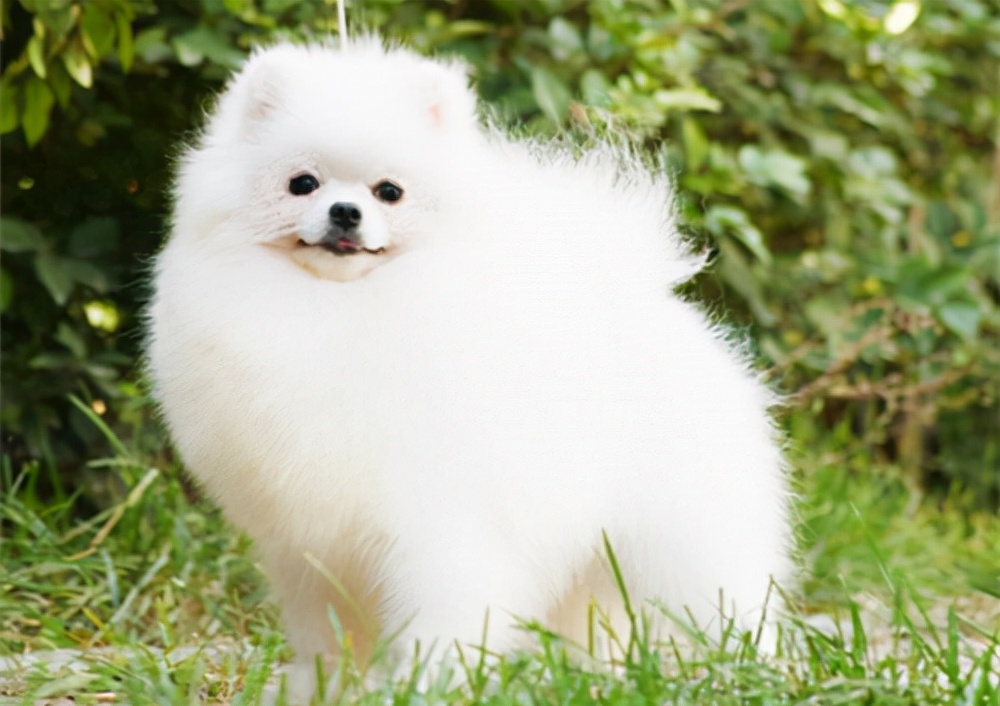 小狗狗放在哪里喂养更好,小狗狗怎么给它弄窝