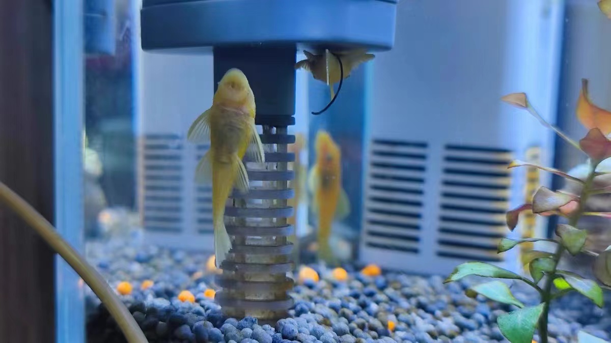 用河沙过滤可以解决鱼缸黄水吗,用土霉素鱼缸黄水了需要处理吗