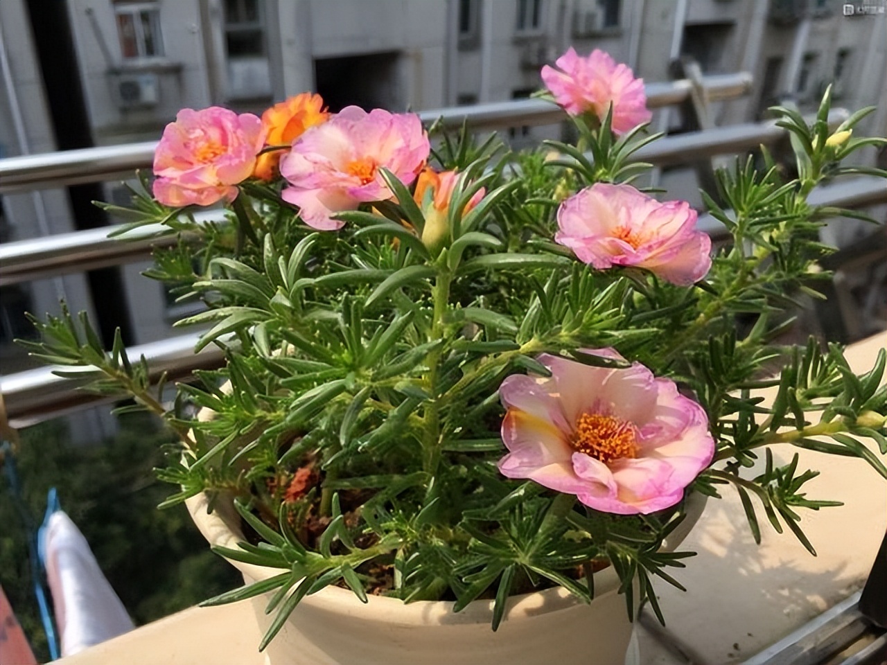 四季开花耐寒耐晒的花太阳花,耐热耐寒好养不需要阳光的花