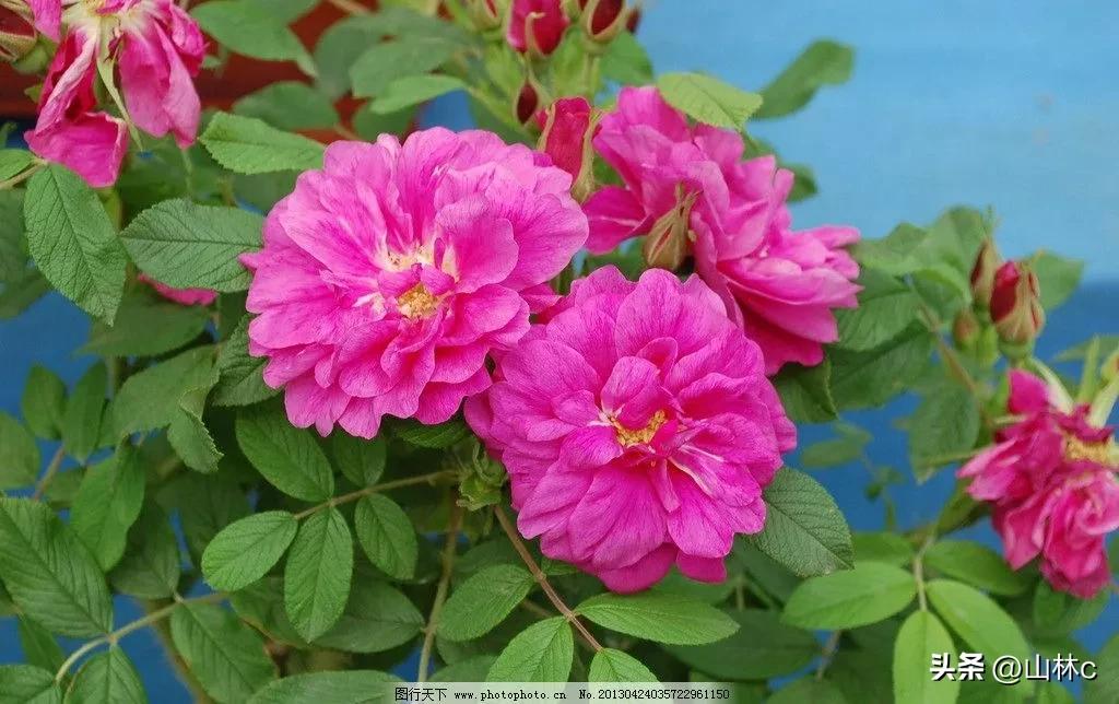 各种各样的鲜花尽情开放争芳斗艳,各种颜色的鲜花开得好美丽动人