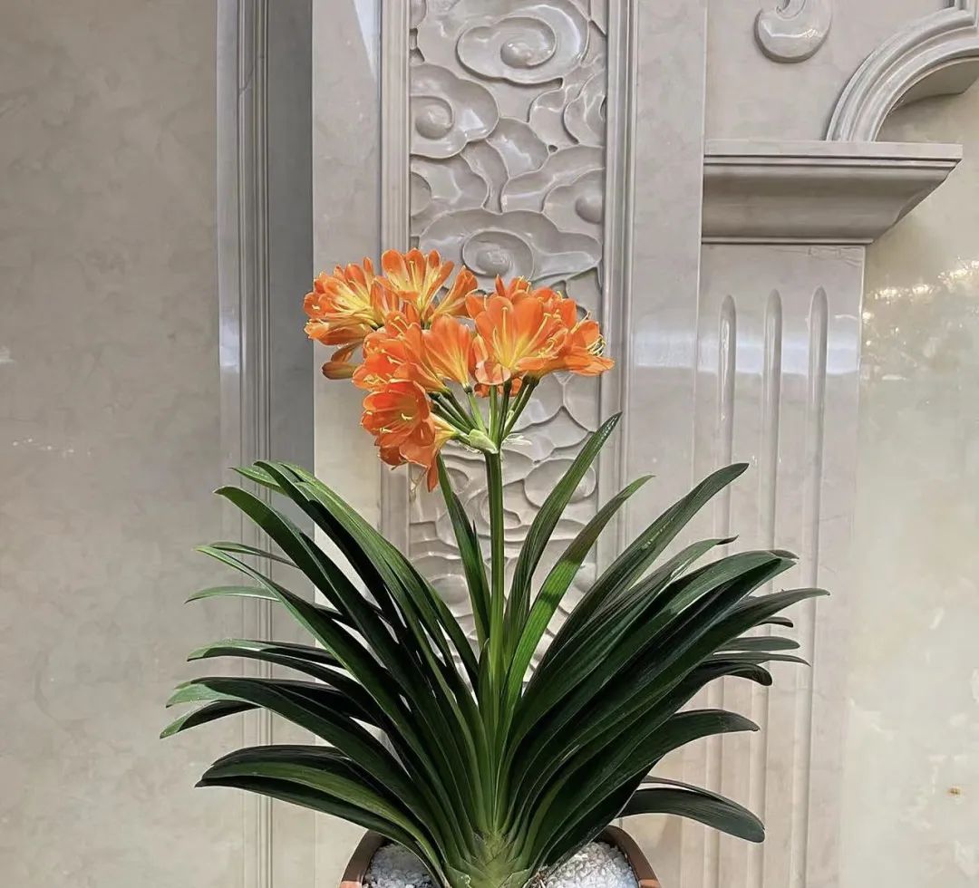 5种“爱喝醋”，6月一杯醋，黄叶不见了，开花一整年！