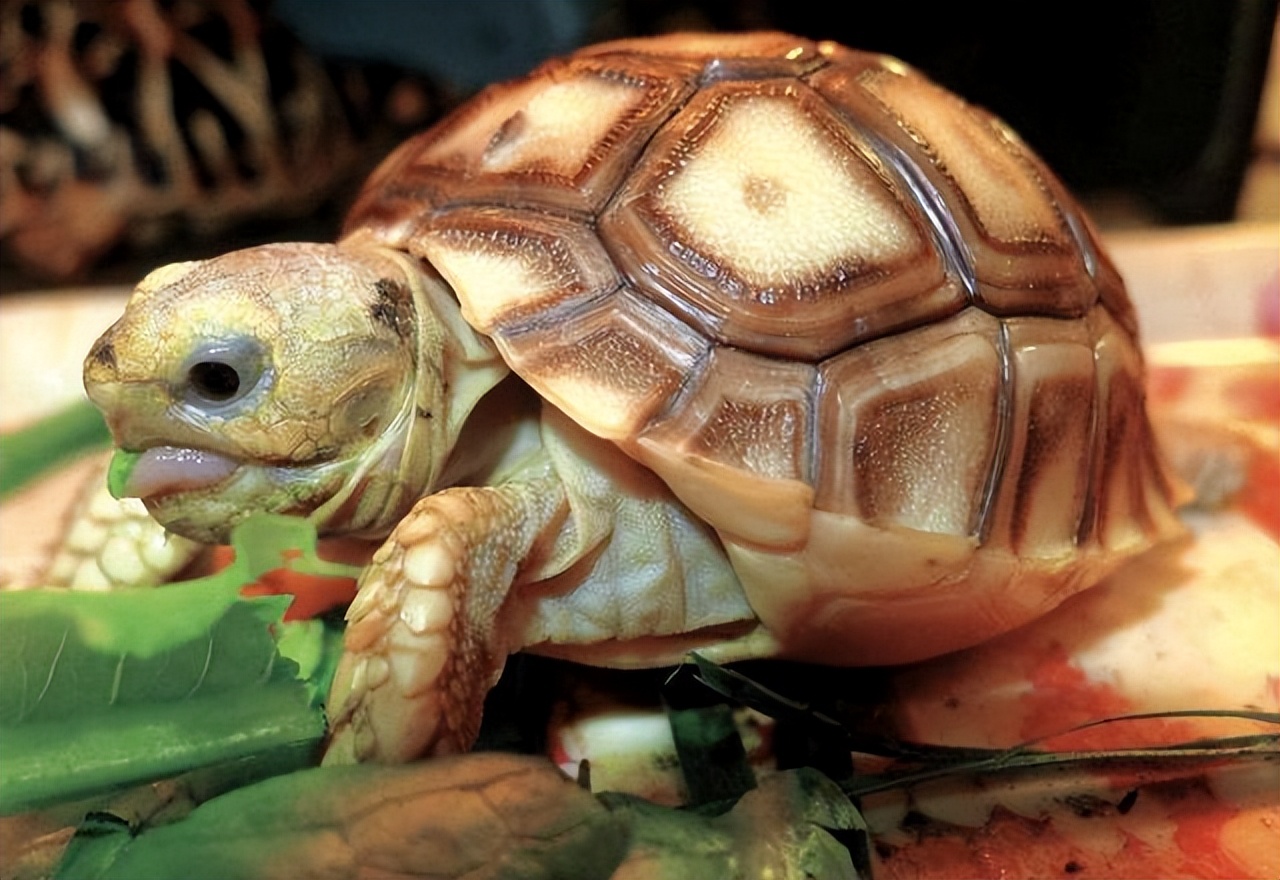 男子在臭水沟捡到一只乌龟,男子在河边捡到两只大乌龟