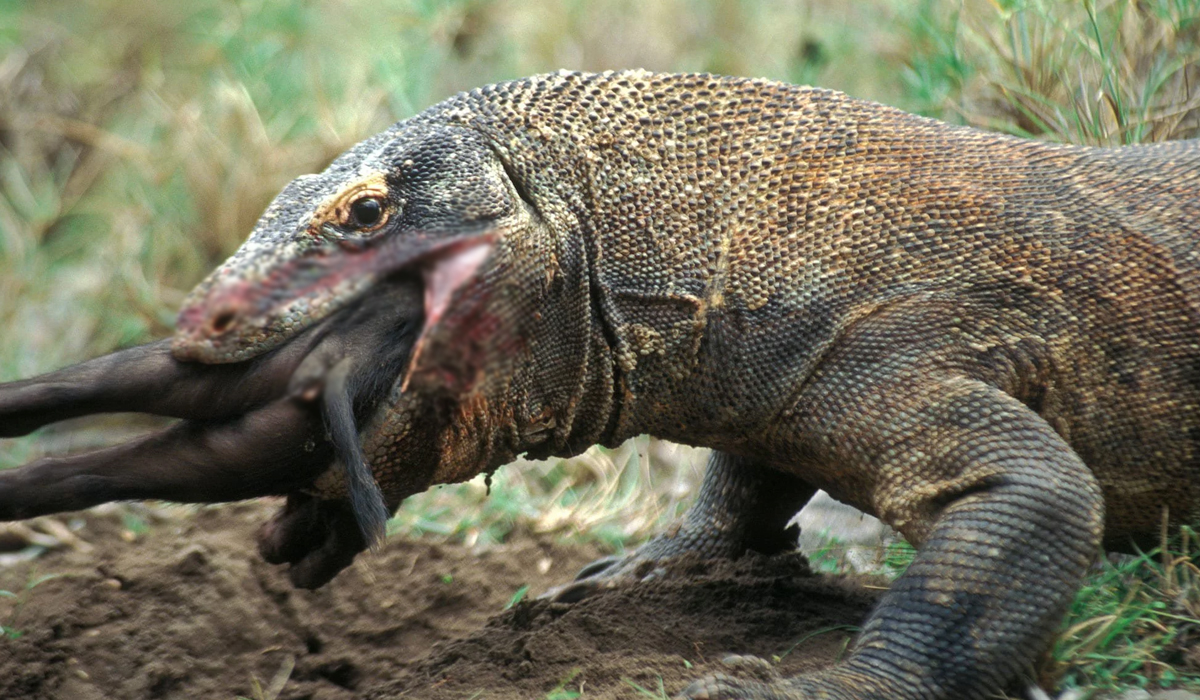 科莫多龙靠舌头猎食,科莫多龙捕食真实视频