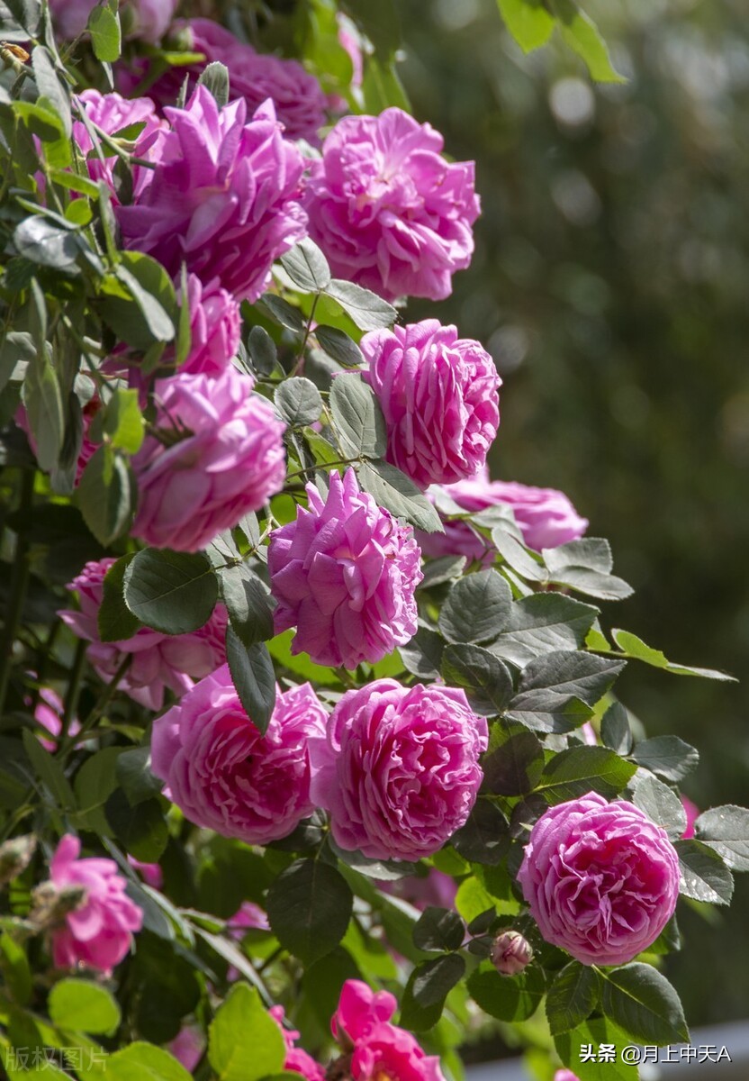 咏月季花七绝,咏月季花七绝七言诗