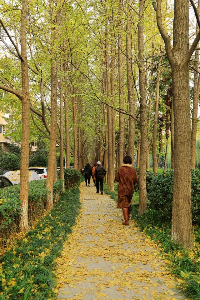 杭州周边赏秋好去处,杭州赏秋最佳攻略