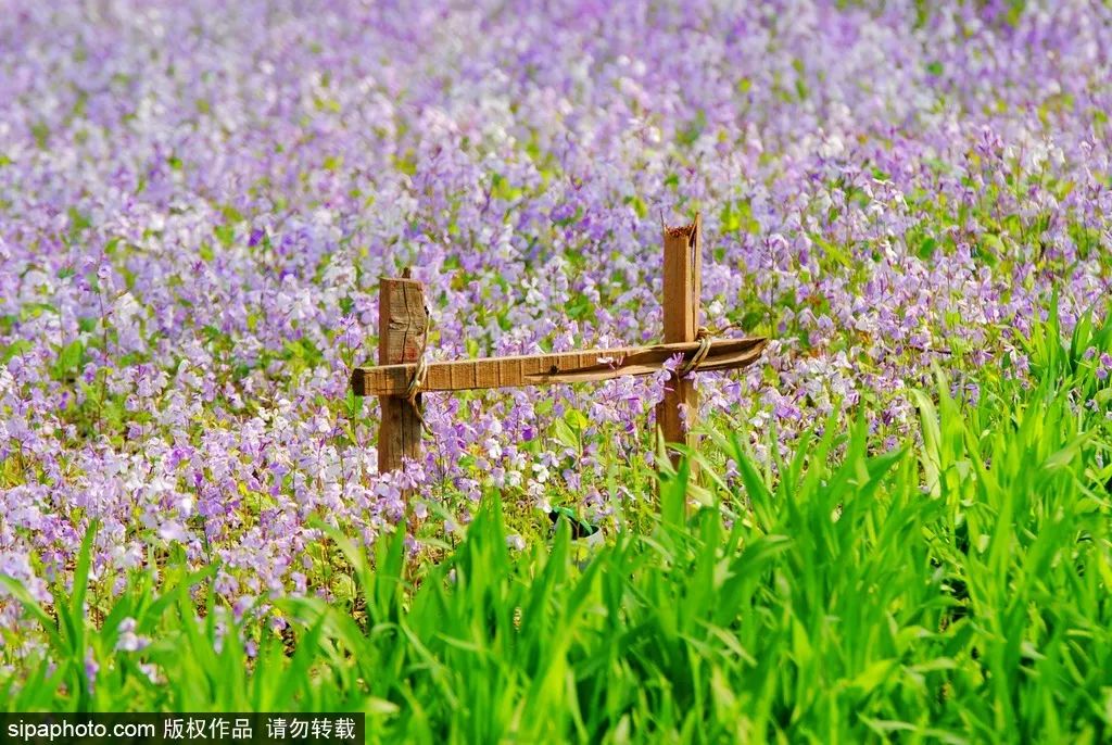京城四月花事多,在二月兰花海中遇见小松鼠~