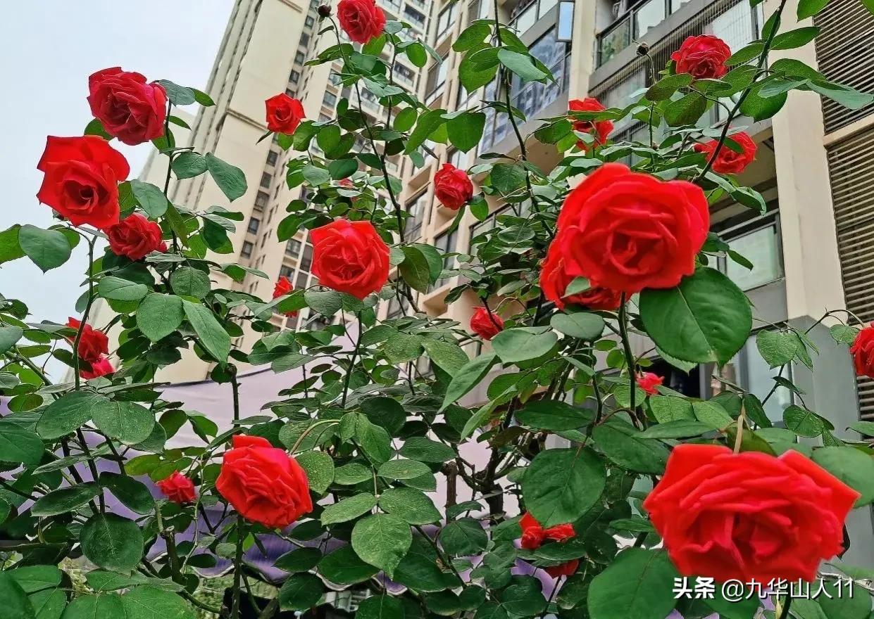 大花浓香勤花的月季品种,大花月季品种介绍大全图片及价格