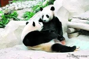 出租大熊猫,陕西大熊猫为啥不出租