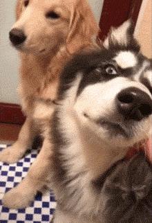 普通家庭不建议养这几种狗,不管养什么狗都要记住这7条忠告