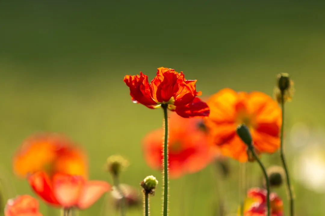 怎样才是正确的摄影拍摄姿势,学会这9个摄影技巧