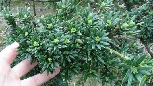 罗汉稀有品种,罗汉鱼寿命