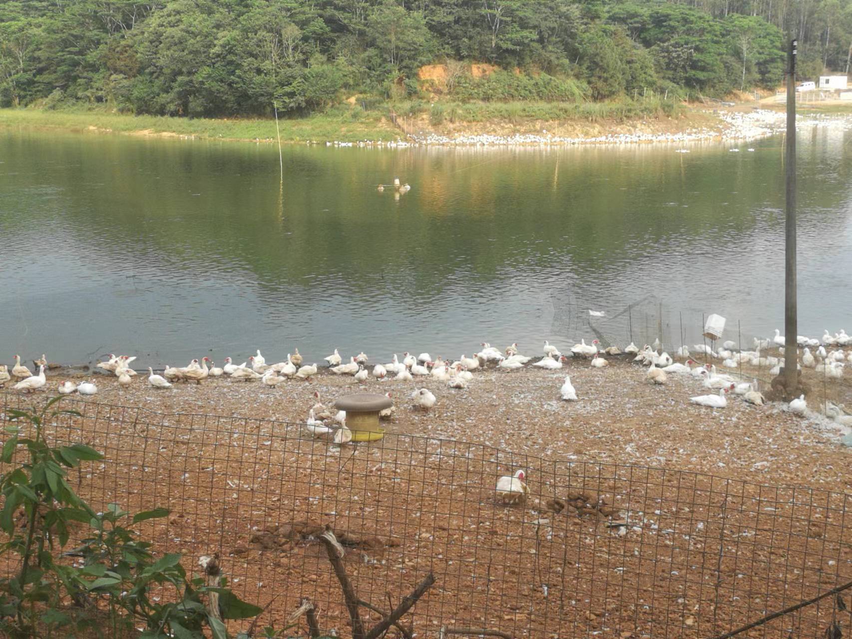 新手养鸡好还是养鸭好,新手养鸭