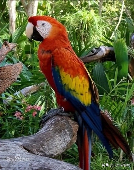 每日一动物：金刚鹦鹉【jīngāngyīngwǔ】