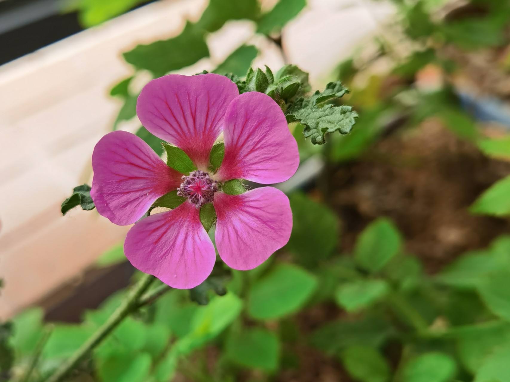 五片花瓣的小花，虽平淡无奇，但却惊艳了双眸！