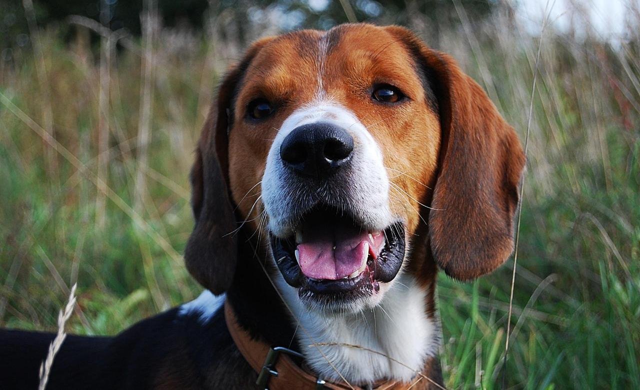 现在最受欢迎比较贵的狗狗,最受欢迎的狗狗十大排行榜小型犬