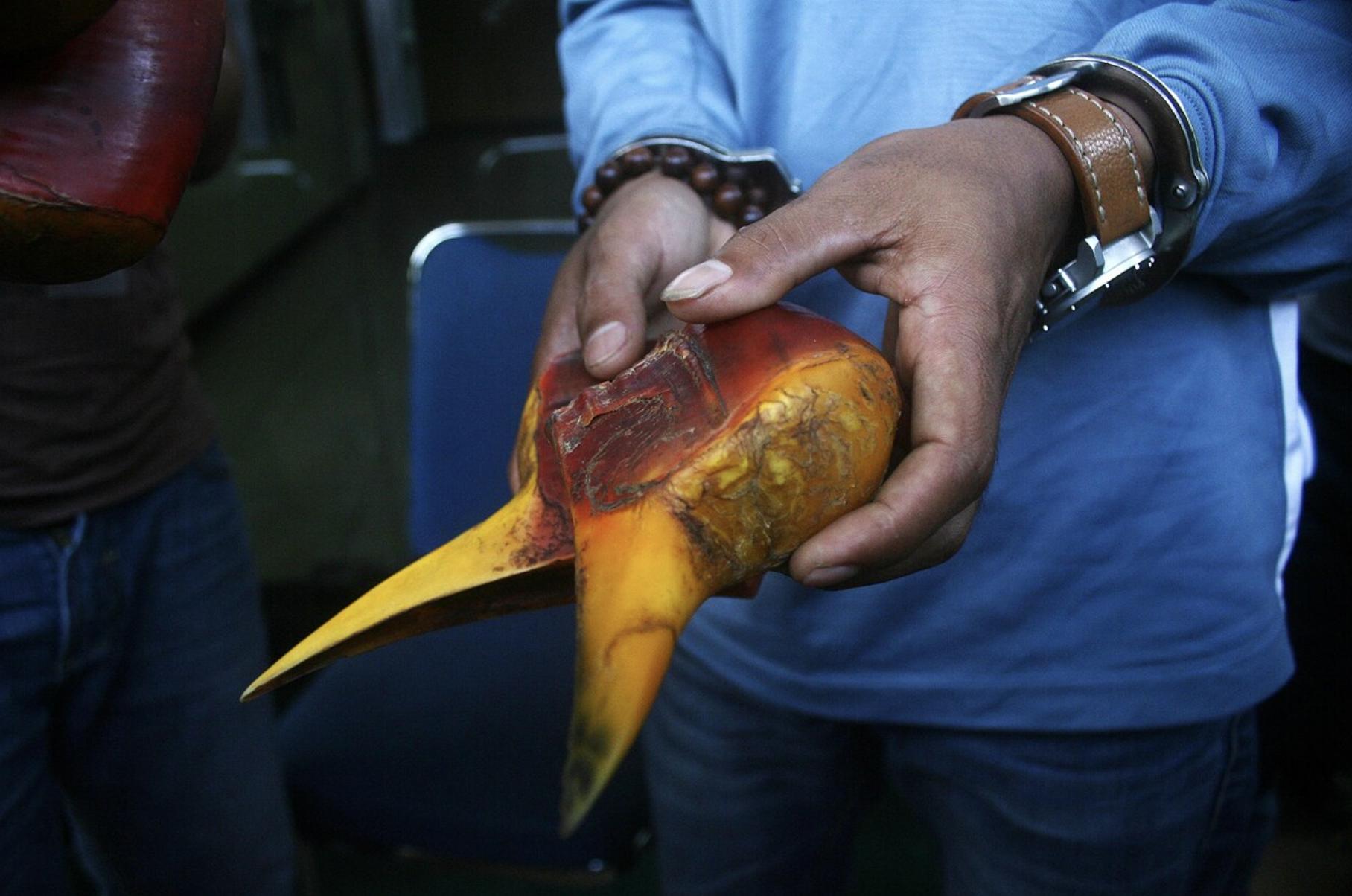 现存的盔犀鸟,头盔犀鸟