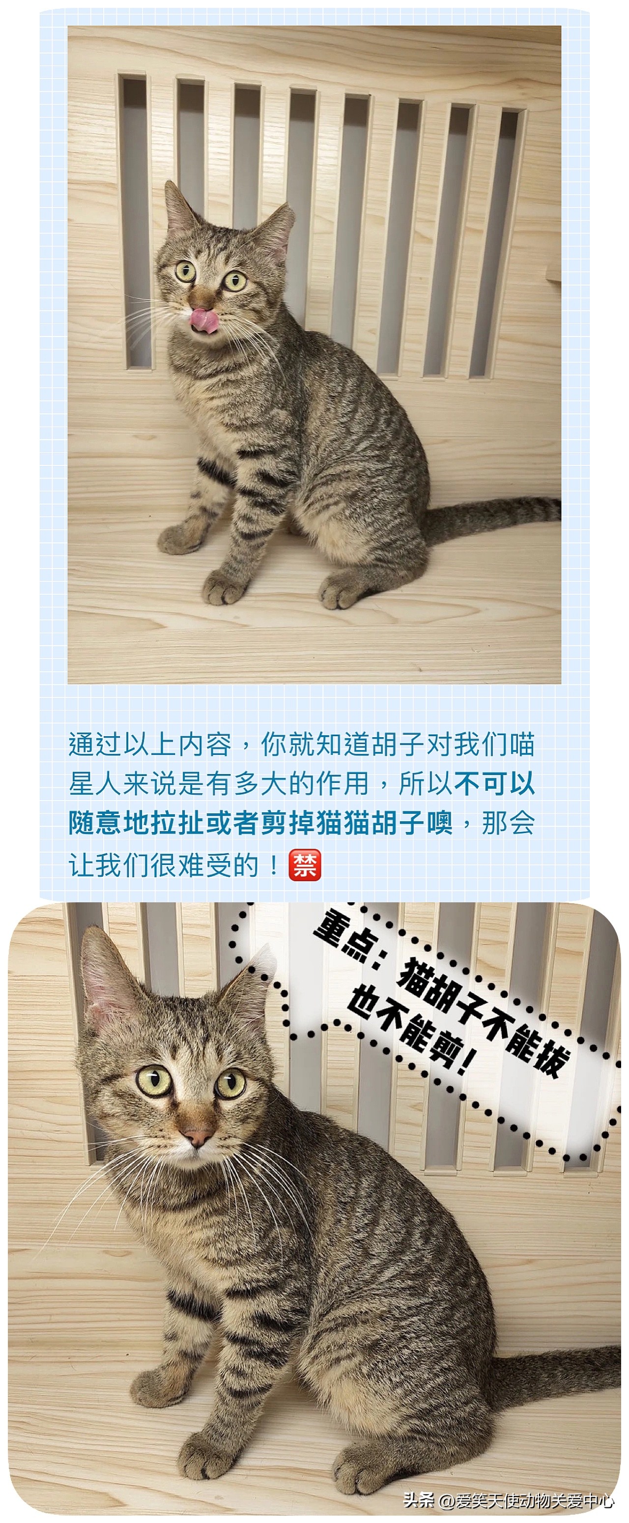 猫咪的胡须不能随便剪你知道吗,蓝猫胡子太长能剪吗