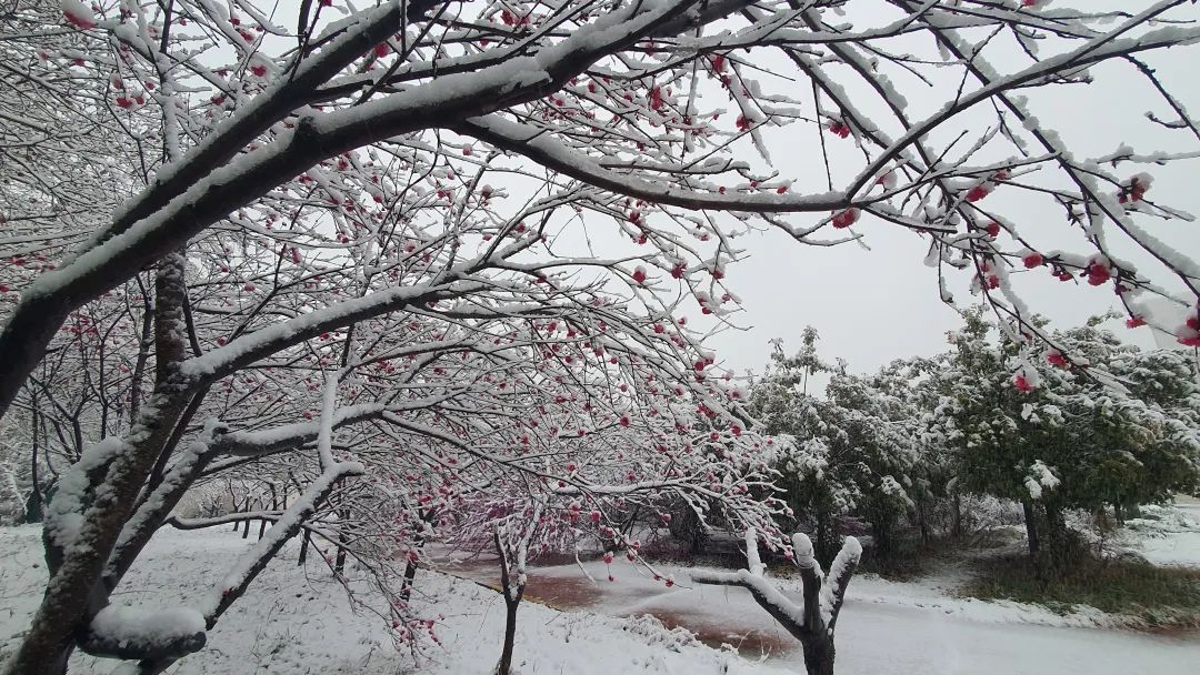 下雪的绝美诗句,最美下雪的诗词