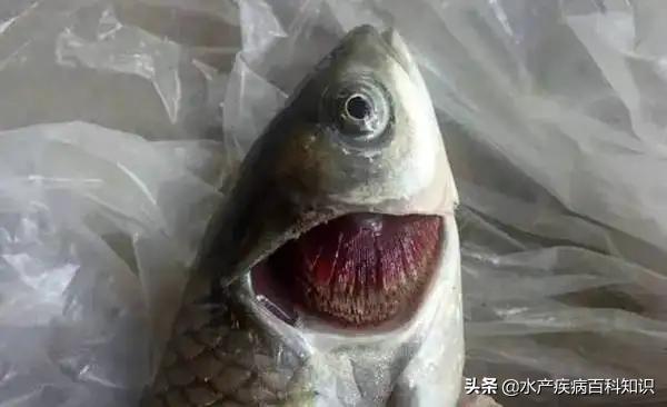 水产养殖传统治鱼病的方法,养殖鱼特效药