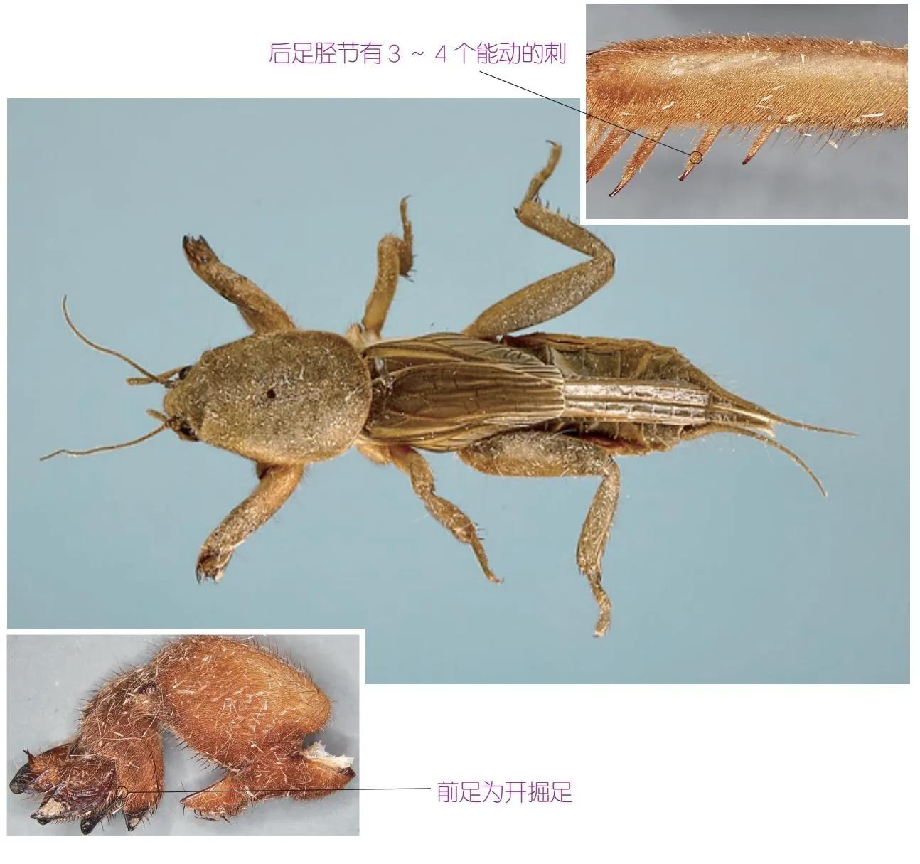 32种昆虫简介思维导图,32种食用植物