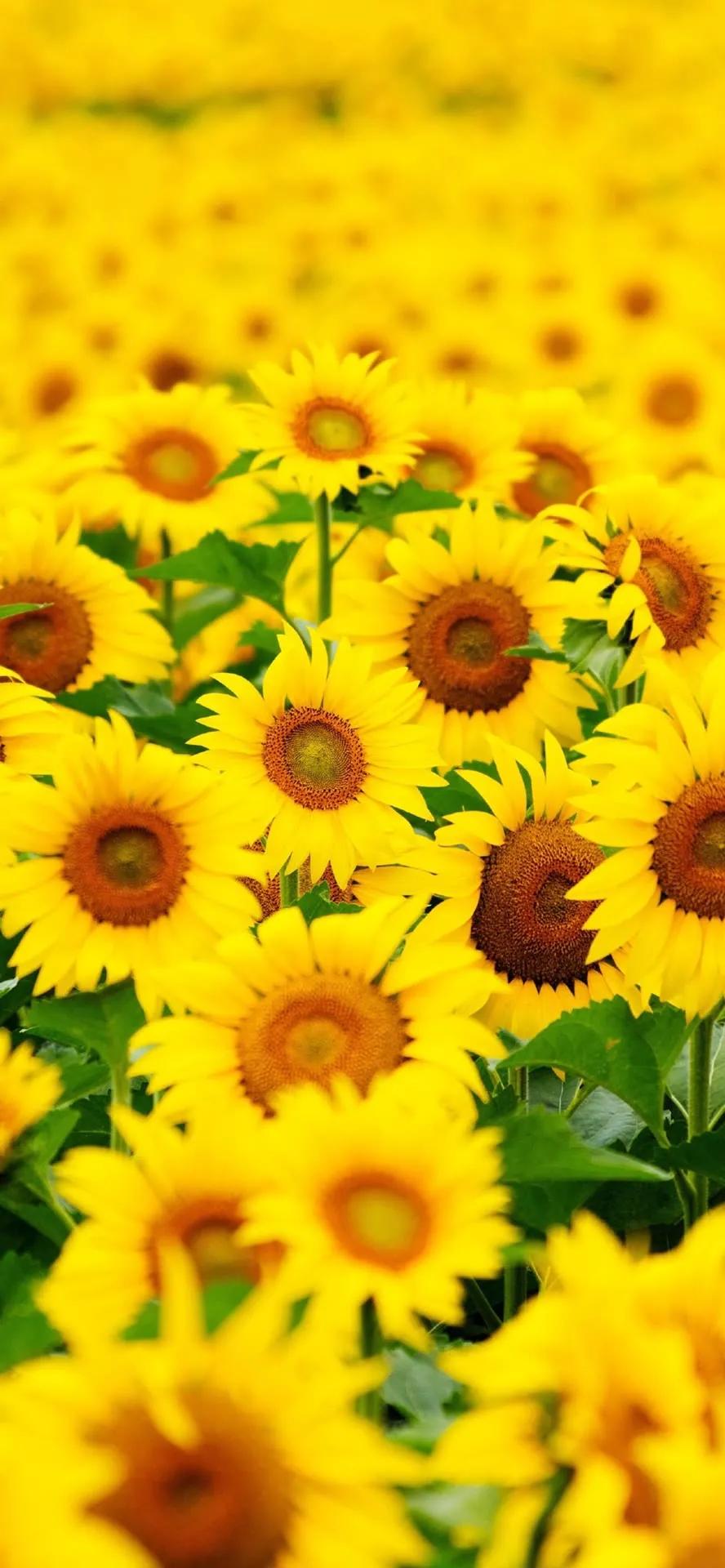 湛蓝的海水海滩风景高清壁纸,高清壁纸8k全屏无水印风景