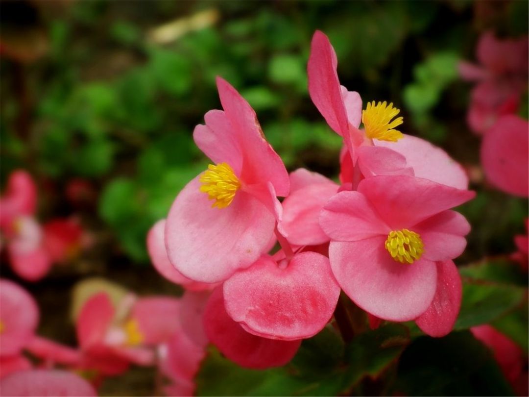 家里不栽梧桐树的原因,家中海棠有什么说法