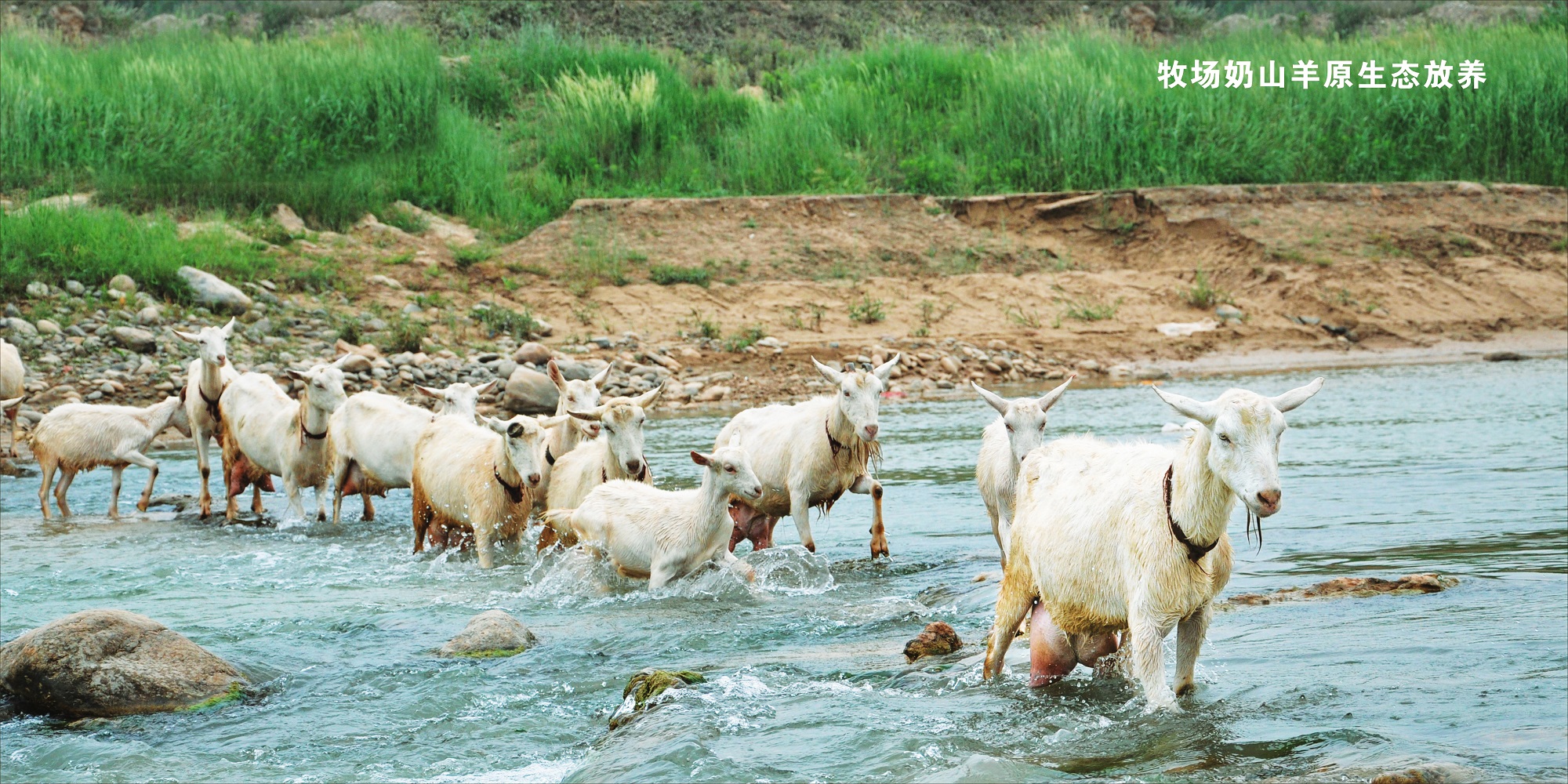雅泰朵恩羊奶粉好不好,雅泰朵恩羊奶粉靠谱吗
