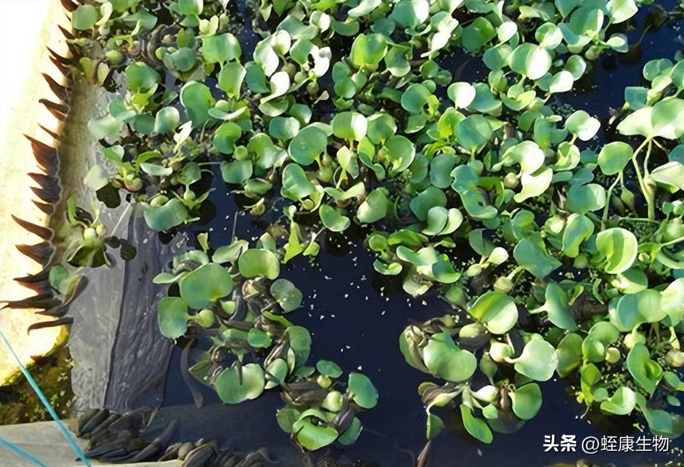 水蛭养殖技术和管理,水蛭养殖技术及管理