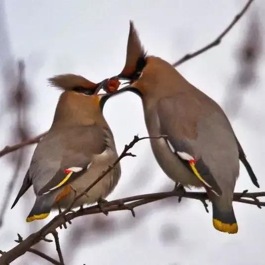 太平鸟图片素材,太平鸟图片大鸟