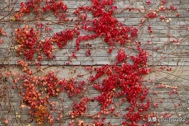 【战友美文】于天松：《爬山虎》（诗）——寓意极丰富哈