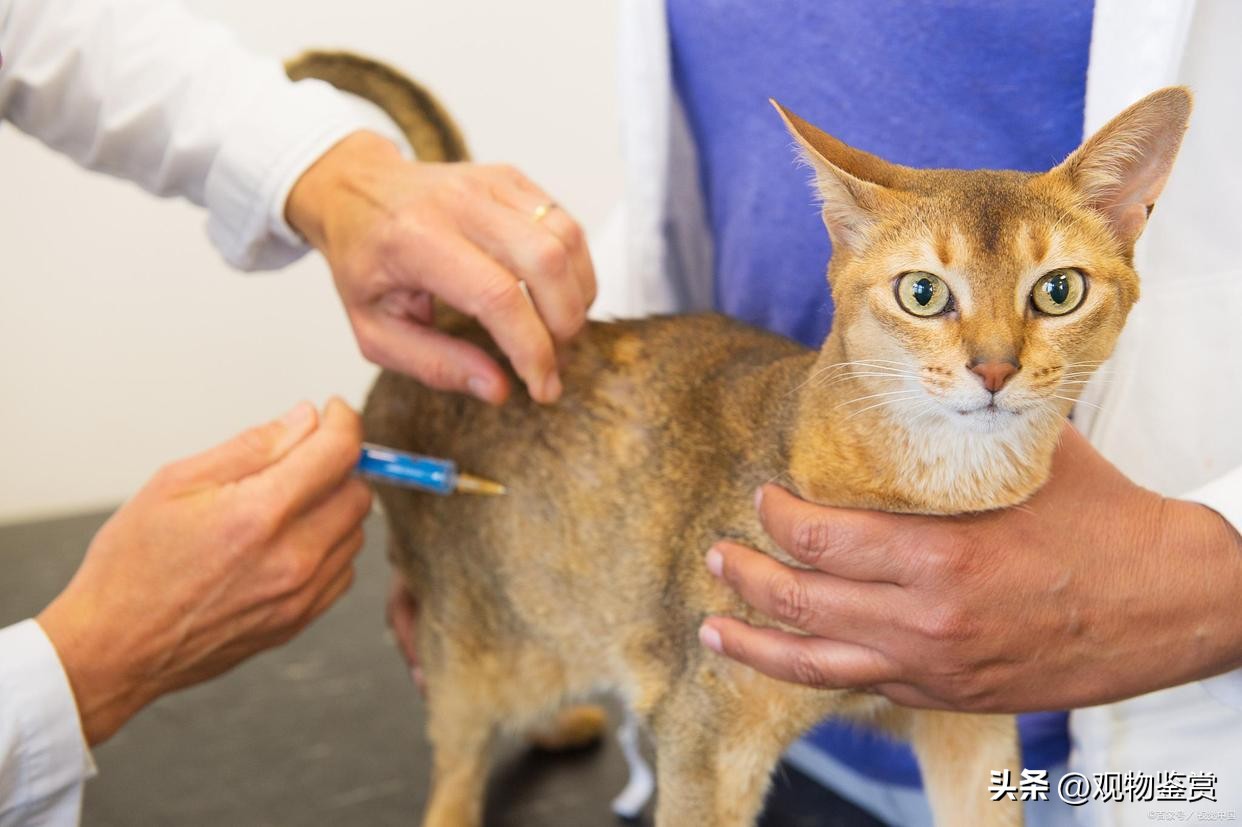 长毛猫毛打结硬块怎么处理,猫毛打结成硬疙瘩怎么处理掉