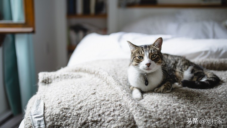 夏日猫咪晒太阳,猫咪害怕晒太阳怎么办