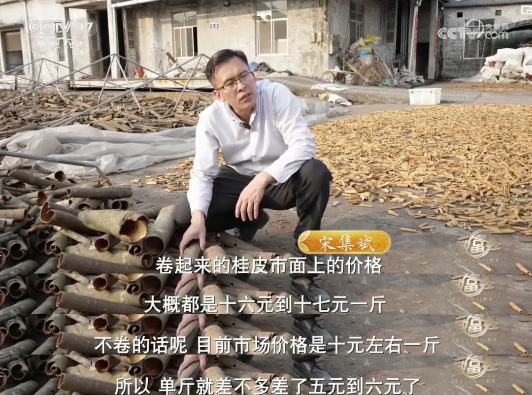 一根“树皮”引发的国际知名品牌