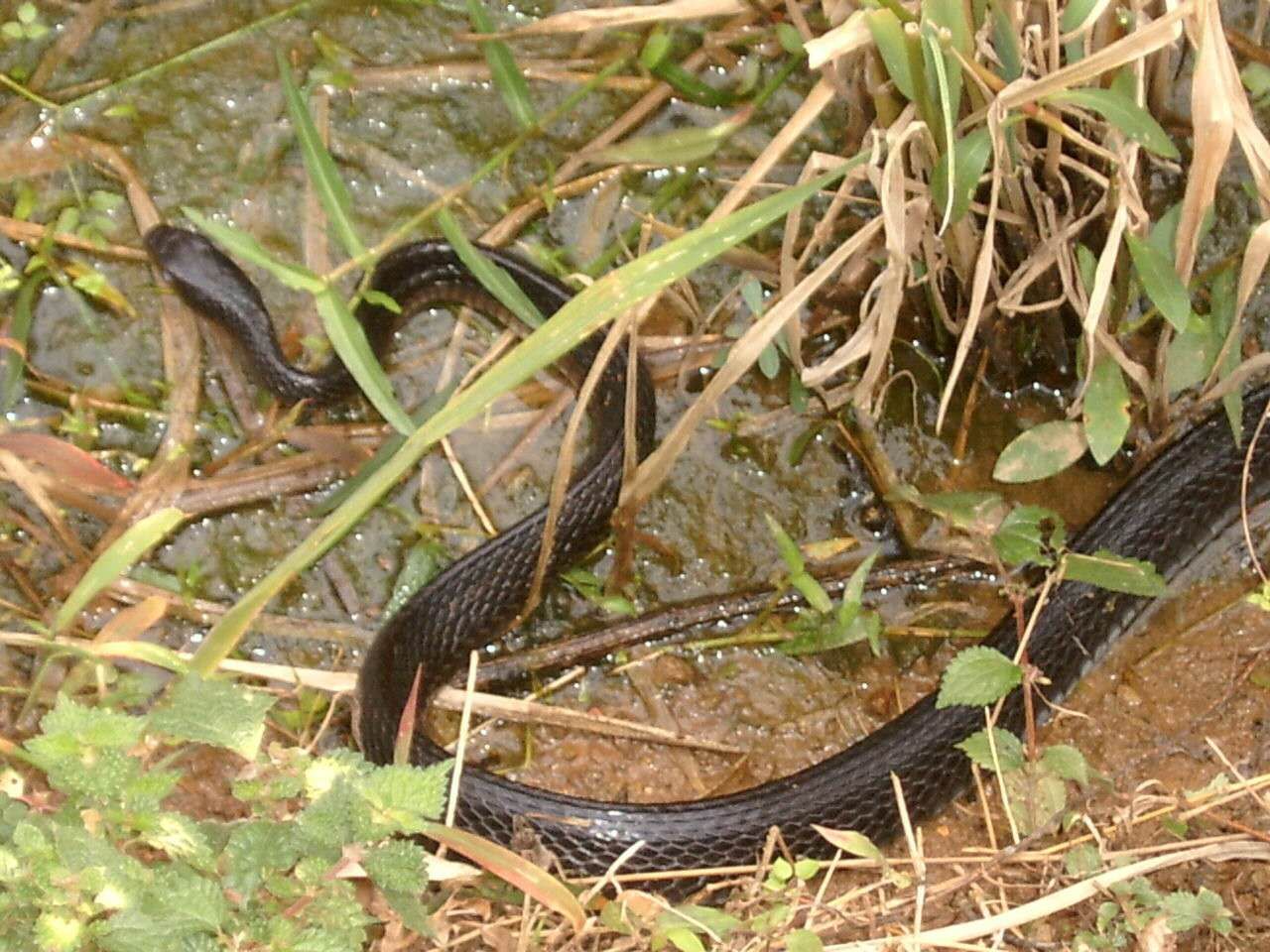 世界上有毒又可爱的野生动物,野生动物存在哪些危险