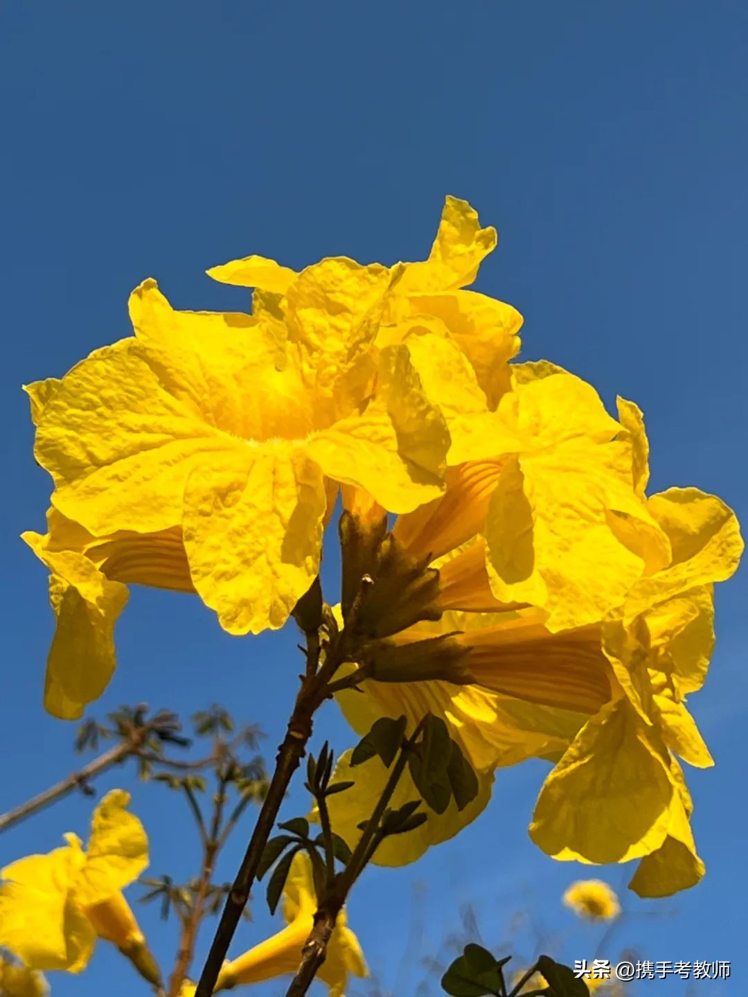 黄花风铃木品种介绍,黄花风铃木生长缓慢